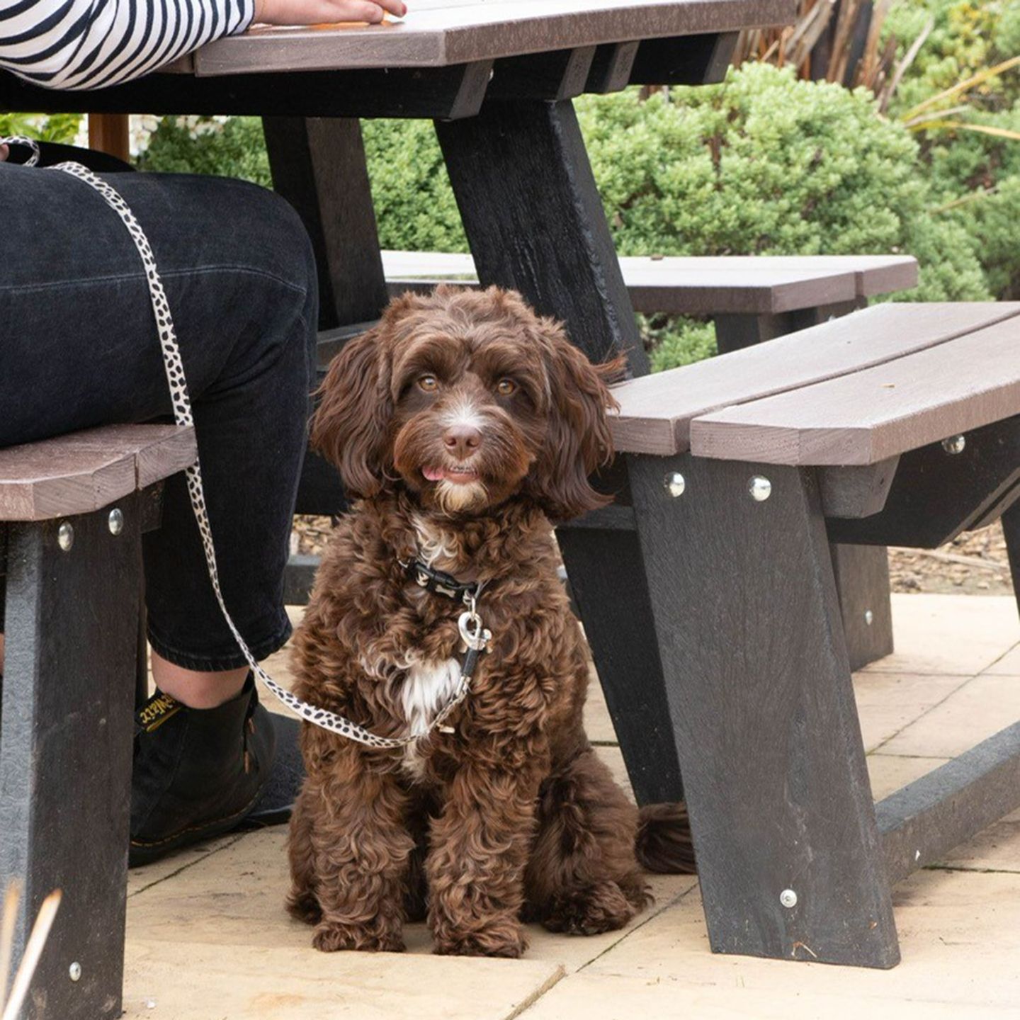 Your local dog friendly pub in Kinver